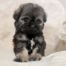 해시도그 이미지