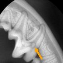 365 신원당 동물병원 이미지