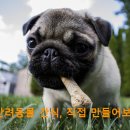 반려동물 간식 티스토리