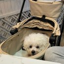 바다다 | 속초조개구이 맛집 강아지 동반 분위기 좋고 가성비 최고인 바다다조개다 후기