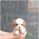 강아지분양 애견입양 아이러브독 인천점 이미지