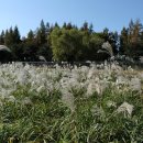 양재천 수변무대1 이미지