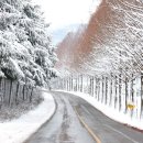 군청 메타세콰이어길 이미지