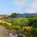 사철나무집 이미지