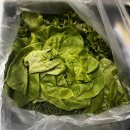 (주)태산스마트팜 | 친환경 쌈채소 스마트팜에서 재배되는 유러피안 채소 리피 LEAFY 유럽 채소