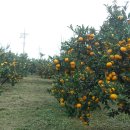 진가농장 이미지