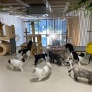 고양이미용&호텔 냥집사 이미지