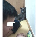 하냥