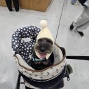 행복을사게 | 2025 수원 마이펫페어 후기 수원컨벤션센터 펫박람회 첫날, 반려견과 행복한 하루