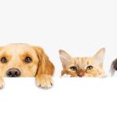 레미 동물병원 이미지