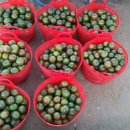 흑토랑농장 이미지