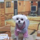 강아지풍경 이미지