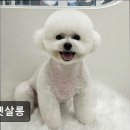 올펫살롱 이미지