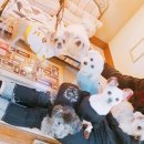 몽이네 맡겨보시개 이미지