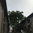 카페 써니힐 | 예술특구”에 다녀오다 - ( 원더풀라이프 , 써니힐 , 보얼예술특구 카페 추천, 하이즈빙, 치진섬 페리...