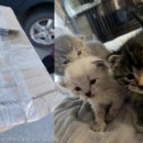 상자 안 고양이