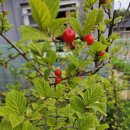 앵두나무 - 성남시 수정구 산성대로 245-5 | 앵두나무