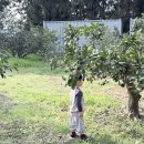 프로퍼밀도 이미지