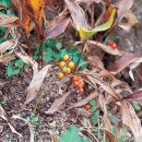 꽃그리고 이미지