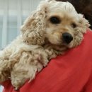 개네엄마 이미지