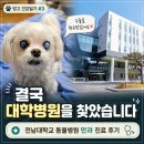 대학동물병원 - 안산시 상록구 예술광장1로 16 | 강아지 각막 수종 진단 후 전남대학교 동물 병원 내원하다｜ 안과 진료 후기