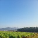 한성유통 | 전북 고창 대파수확 작업후기-한성산업