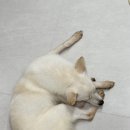 춘천시동물보호센터 | 가나디 입양 1~3일차 (춘천시 동물보호센터)