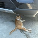 원덕읍사무소 | [삼척]신남해수욕장 근처 프라이빗 캠핑장 “캠핑오슬로”