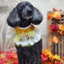 꿈꾸는강아지 이미지