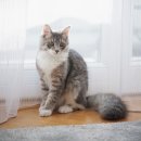 로얄 도그앤캣 메디컬센터 이미지