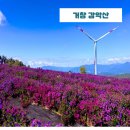 경남 거창 감악산 꽃&amp;별 아스타국화 축제 후기+합천 신소양체육공원 핑크뮬리