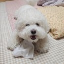 피자버스 이미지