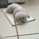 참조은펫 이미지