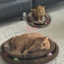 펫츠플레이트 | 2025 부산캣쇼 방문후기 및 구매템 : 김고양씨, 펫츠플레이트 대용량 북어트릿, 프라미 습식사료, 다...