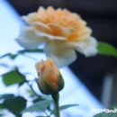 행복한 꽃 이미지