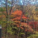 남해편백자연휴양림(남해) 이미지