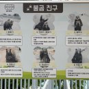 세종 &#39;베어트리파크&#39; 새끼곰 보고 온 후기 (새끼곰, 봄꽃축제, 먹이주기체험 후기)