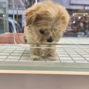 AMI PET 네이버블로그