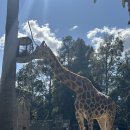 웜벳동물병원 | 멜버른 뭐 하고 놀지? - 멜버른 동물원 방문기 / 멜버른 9월 날씨