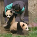 판다 이미지