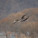 [사진여행] 겨울철새들의 귀향(歸鄕) 연습 3 - 경안천 쇠기러기 이미지