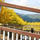 은행나무길 이미지