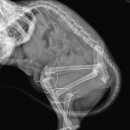 Dr.윤24시동물병원 이미지