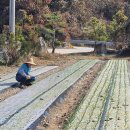 어전농장 이미지