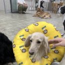 강아지 천국 이미지