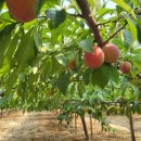 대석농장 이미지