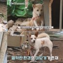 마당개 이미지
