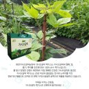 화천가시오갈피농장