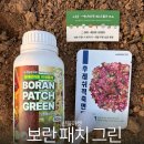 그린들축산 | 보란패치그린 : 슬기롭고 건강한 야채 병해관리용 유기농자재 보란패치 텃밭에서 사용하기! + 고추탄저...
