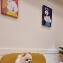 도그몽드 이미지